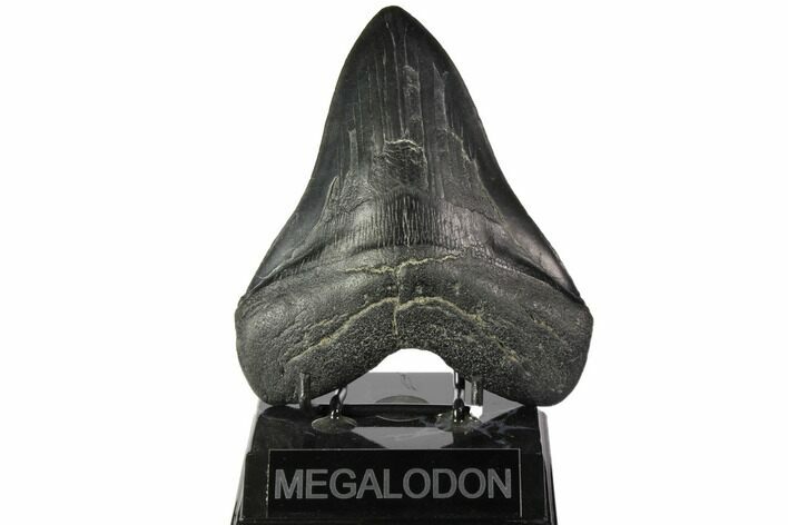 Fossil Megalodon Tooth - South Carolina #116740
